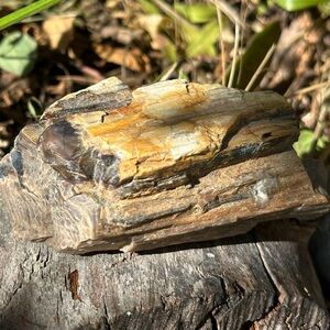 Natural Petrified Wood